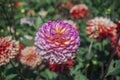 Chrysanthemum morifolium violet-white flower, close-up.