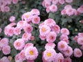 Chrysanthemum multiflora in garden. Natura beauty.