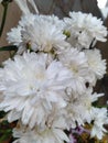 Chrysanthemum, mums or chrysanths flower