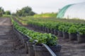 Chrysanthemum, mums or chrysanths plants on the field with irrigation network.Chrysanthemums entered American horticulture in