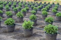 Chrysanthemum, mums or chrysanths plants on the field with irrigation network.The way the flowers were grown and shaped also