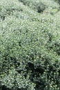 Chrysanthemum mums on the field. Chrysanthemum plants. Budding bush plants