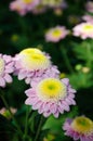 Chrysanthemum (mundial improved) Royalty Free Stock Photo