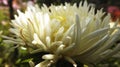 Chrysanthemum needle white