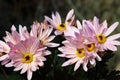 Pink chrysanthemum flowers and real eye catcher in the garden