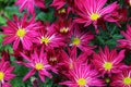 Red chrysanthemums flowers in the garden