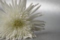 Chrysanthemum