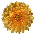 Chrysanthemum orange. Flower on isolated white ba ckground with clipping path without shadows. Close-up. For design.