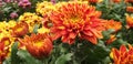 Chrysanthemum Orange Plant