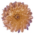 Chrysanthemum orange-violet. Flower on isolated white ba ckground with clipping path without shadows. Close-up. For design. Royalty Free Stock Photo