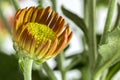 Chrysanthemum orange and yellow flower close up - macro Chrysanthemum