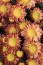 Chrysanthemum orange and yellow flower with water drops close up - macro Chrysanthemum