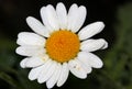 Chrysanthemum paludosum, Creeping daisy