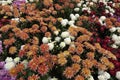Chrysanthemum parterre