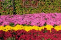 Chrysanthemum parterre