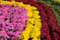 Chrysanthemum parterre