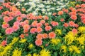 Chrysanthemum parterre