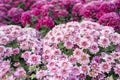 The Chrysanthemum pattern in flowers park. Cluster of pink chrysanthemum flowers Royalty Free Stock Photo
