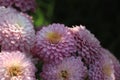 Chrysanthemum pattern in flowers park. Cluster of pink purple Royalty Free Stock Photo