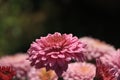 Chrysanthemum pattern in flowers park. Cluster of pink purple chrysanthemum Royalty Free Stock Photo