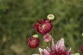 Chrysanthemum pattern in flowers park. Cluster of pink purple chrysanthemum Royalty Free Stock Photo