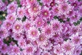 The Chrysanthemum pattern in flowers park. Cluster of pink chrysanthemum flowers. Top view. Perfect for design, cards, print