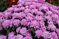 Chrysanthemum