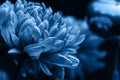 Chrysanthemum petals in soft blue colors. Beautiful flowers with blur background. Abstract blue background Royalty Free Stock Photo