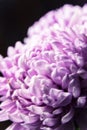 Chrysanthemum petals in soft pink colors. Beautiful pink flowers with blur background. Abstract purple background Royalty Free Stock Photo