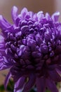 Chrysanthemum petals in soft purple colors. Beautiful flowers with blur background. Abstract purple background Royalty Free Stock Photo