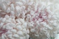 Chrysanthemum pink