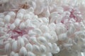 Chrysanthemum pink