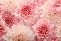 Chrysanthemum pink color, flowers background