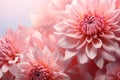 Chrysanthemum pink color flowers background