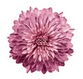 Chrysanthemum pink. Flower on isolated white background with clipping path without shadows. Close-up. For design. Royalty Free Stock Photo