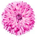 Chrysanthemum  pink. Flower on  isolated  white  background with clipping path without shadows. Close-up. For design. Royalty Free Stock Photo