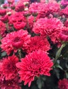 Red Chrysanthemum Flowers