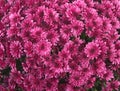 Chrysanthemum pink flowers