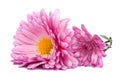 chrysanthemum pink flowers isolated