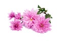 chrysanthemum pink flowers isolated