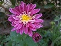 Chrysanthemums Pink two flower with small Royalty Free Stock Photo