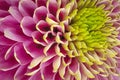 Chrysanthemum Pink Macro