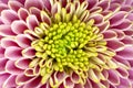 Chrysanthemum Pink Macro