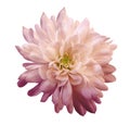 Chrysanthemum pink-red. Flower on isolated white background with clipping path without shadows. Close-up. For design. Royalty Free Stock Photo