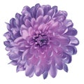 Chrysanthemum pink-violet. Flower on isolated white ba ckground with clipping path without shadows. Close-up. For design. Royalty Free Stock Photo