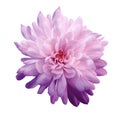 Chrysanthemum pink-violet. Flower on isolated white background with clipping path without shadows. Close-up. For design. Royalty Free Stock Photo