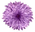 Chrysanthemum pink-violet flower on white isolated background with clipping path. no shadows. Closeup. Royalty Free Stock Photo
