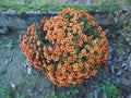 Chrysanthemum plant Anthemideae orange flower