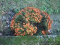 Chrysanthemum plant Anthemideae orange flower