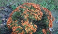 Chrysanthemum plant Anthemideae orange flower